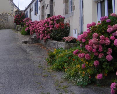 les hortensias