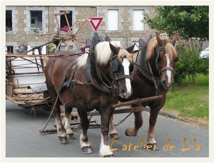 chevaux de trait bretons  saint carreuc