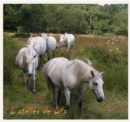 chevaux camarguais