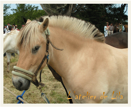 baptme des chevaux- ile de saint gildas