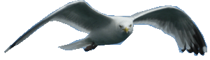 mouette