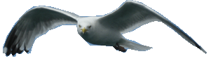 mouette