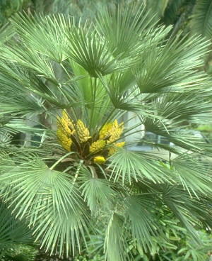 fleur de chamaerops humilis