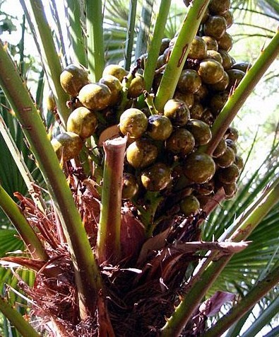 fructification de chamaerops humilis