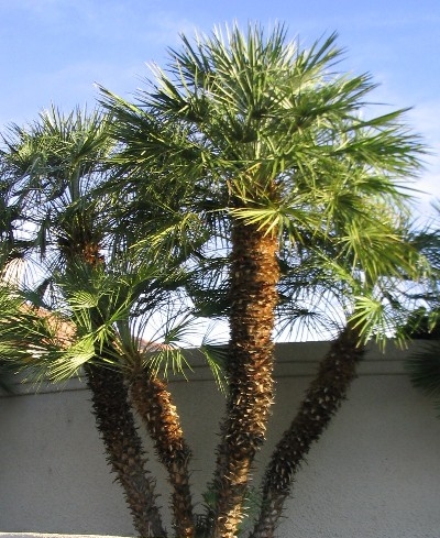 chamaerops humilis