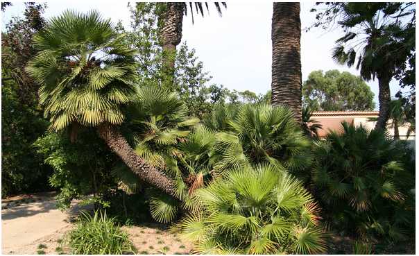 chamaerops humilis (doum)