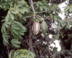 fruit de kapok