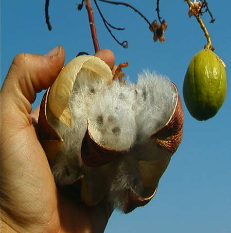 fruit de kapok