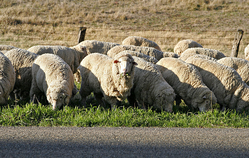 troupeau de moutons